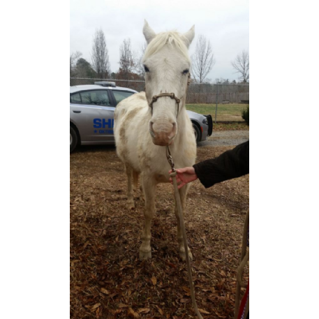 FOUND GRADE/UNKNOWN Horse