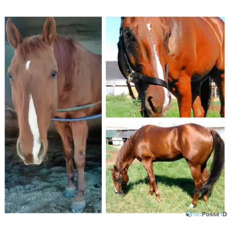 MISSING Horse - Skips Texas treasure