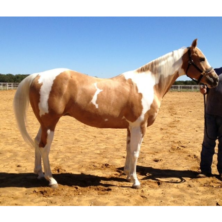 MISSING Horse - Zippo shadow jet 