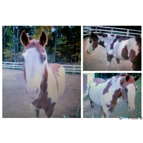 STOLEN Horse - FPF FLOS POCOLONG