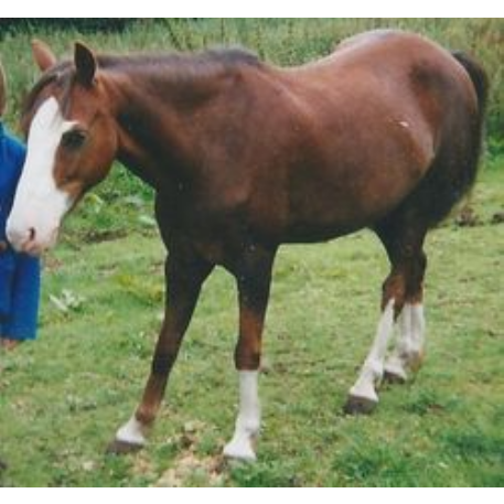 MISSING Horse - Malibu