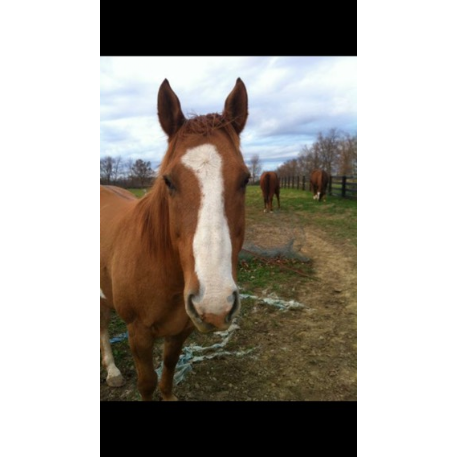 MISSING Horse - Bostan