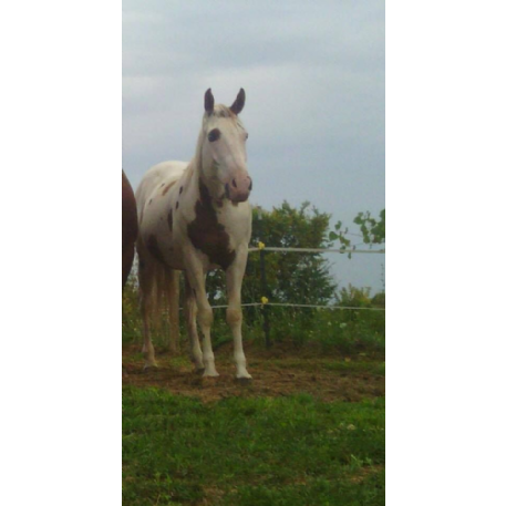 MISSING Horse - Skout 