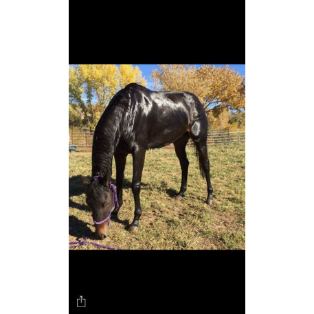 MISSING Horse - Velenosa