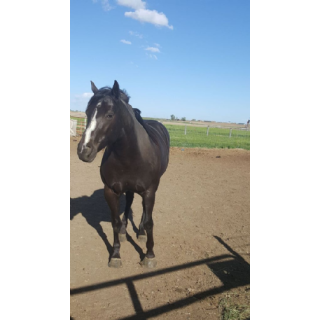 STOLEN Horse - Skippaway zan zip