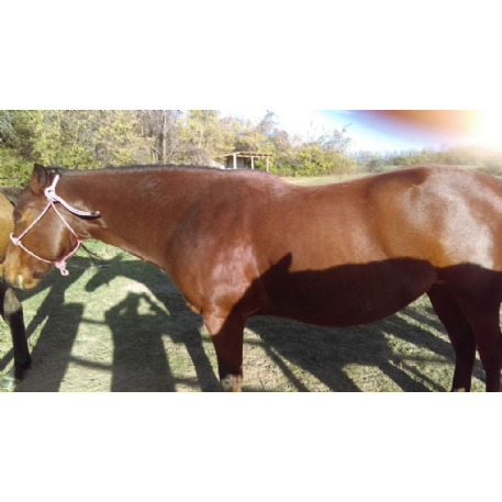 MISSING Horse - Prancer