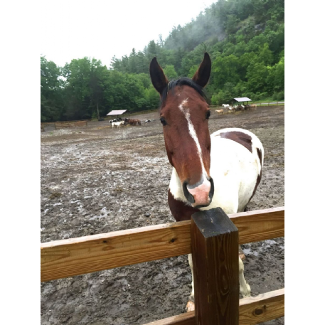 MISSING Horse - Clyde