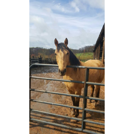 STOLEN Horse - Buckskin