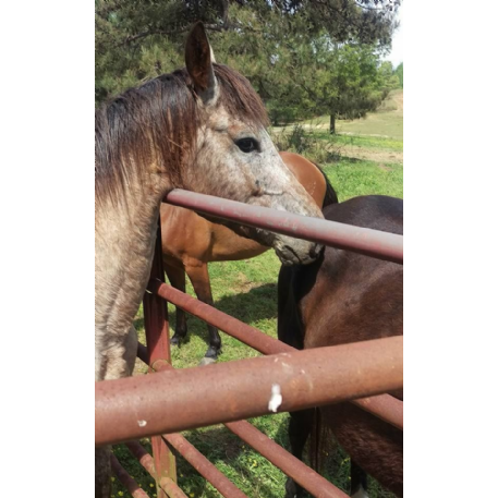 FOUND Appaloosa Horse