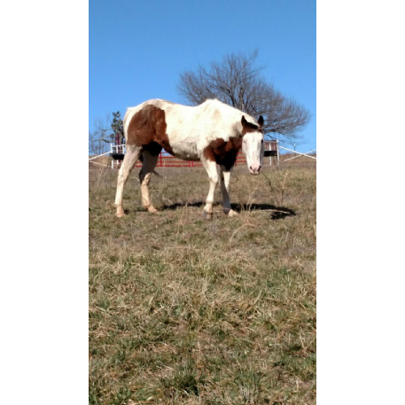 FOUND Paint TOBIANO Horse