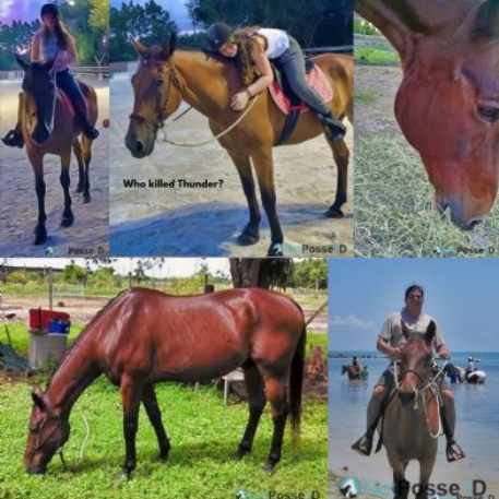 HORSE CRUELTY - Thunder