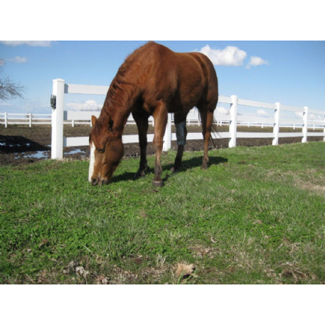 MISSING Horse - Peppy's Windchester