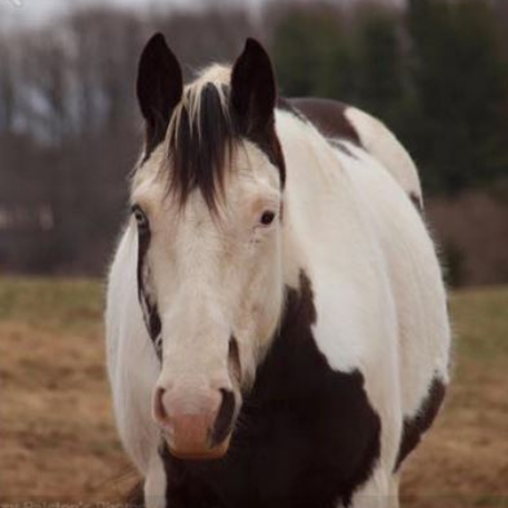 MISSING Horse - Tobie 