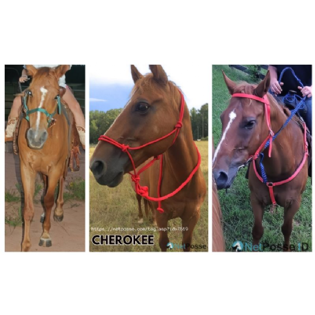 MISSING Horse - CHEROKEE