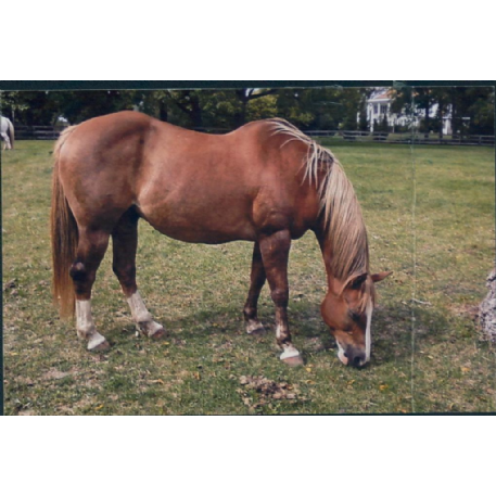 MISSING Horse - Pickles