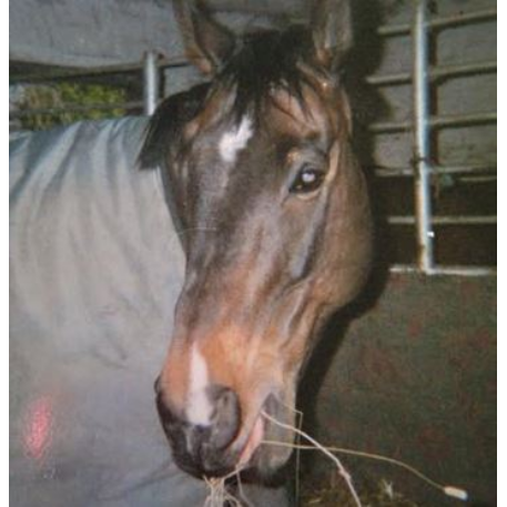 MISSING Horse - Rock Island line IRE