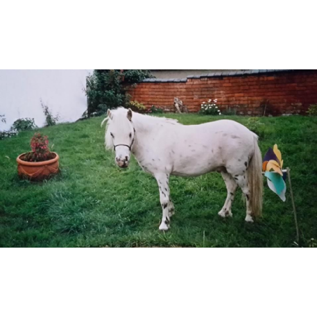 STOLEN Horse - Samson