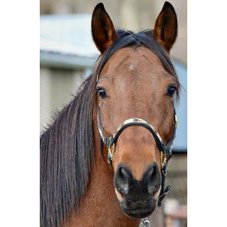 MISSING Horse - Lilah