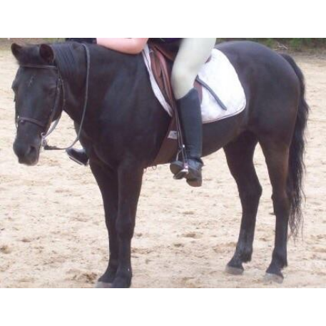 MISSING Horse - Merlin