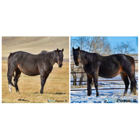 MISSING Horse - Perfection At Lass - NetPosse Cold Case