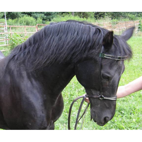 MISSING Horse - Equinox Desiree