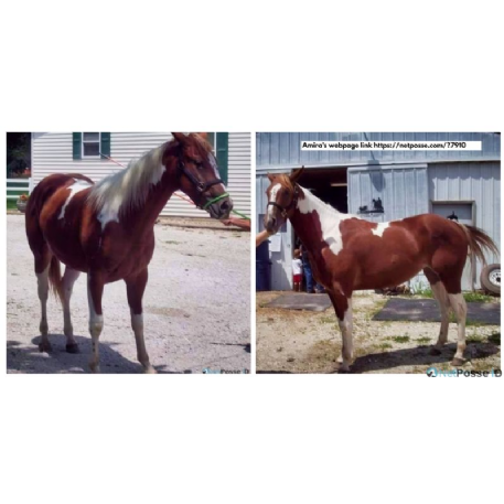 MISSING Horse - Amira