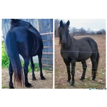 MISSING Horse - Shadow  - REWARD