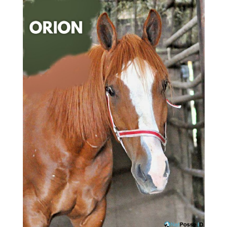 SEARCHING FOR Horse - Orion