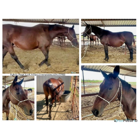 SEARCHING FOR Horse - MAGNOLIA MAE  - REWARD