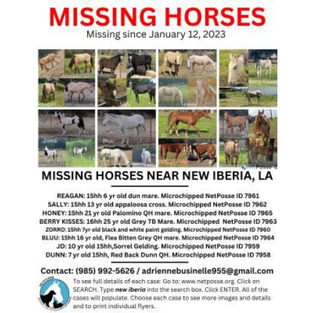 MISSING Horse - Dunn