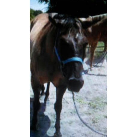 MISSING Horse - Cash