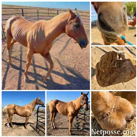 HORSE CRUELTY - Jessies Cutie (Nugget)