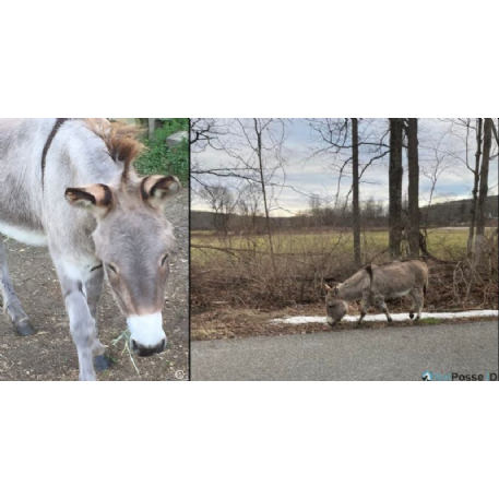 MISSING Donkey - Jackie  - REWARD