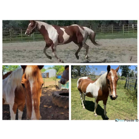 MISSING Horse - Lucy 