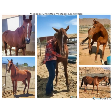 SEARCHING FOR Horse - Desi - REWARD