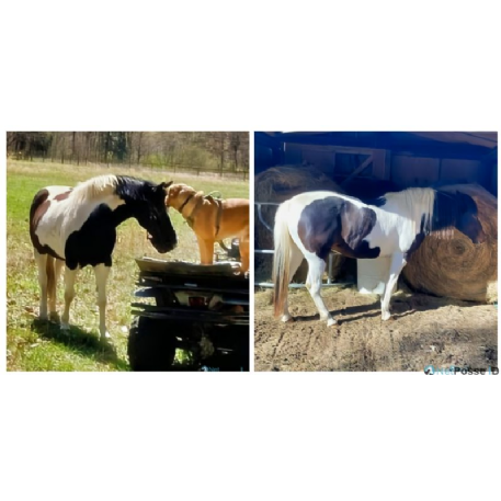 MISSING Horse - Jetta