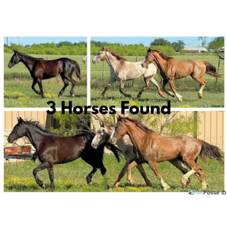 FOUND Draft cross Horse