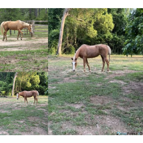 RECOVERED Horse - Twinkie