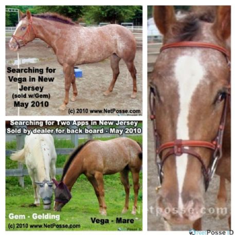 MISSING Horse - Impression In Time aka Vega