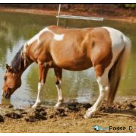 MISSING Horse - BEN BEN