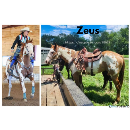 SEARCHING FOR Horse - Zeus aka Lights Southern Blues 