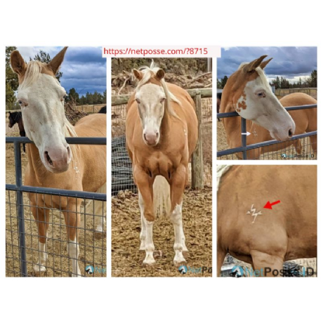 SEARCHING FOR Horse - Da Chics Biggit