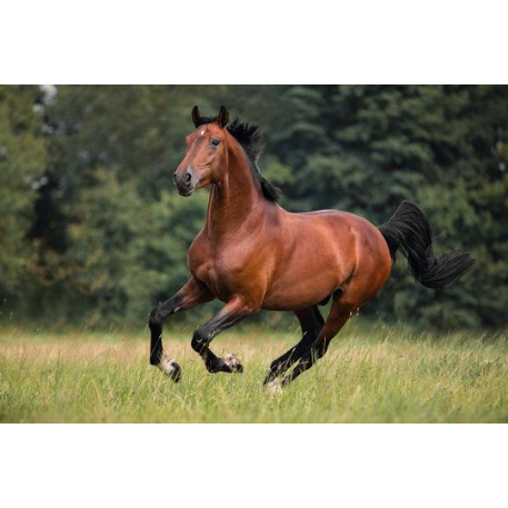 MISSING Horse - Test