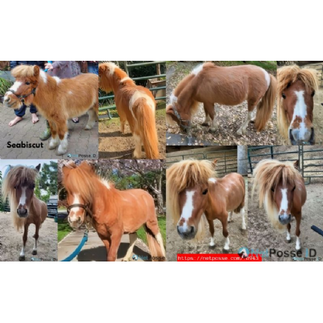 RECOVERED Horse - Seabiscut - REWARD