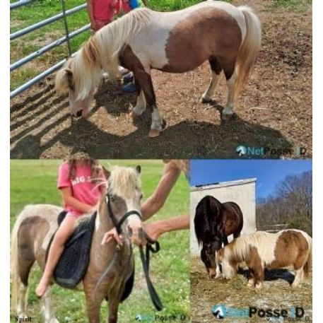 SEARCHING FOR Horse - Spirit 