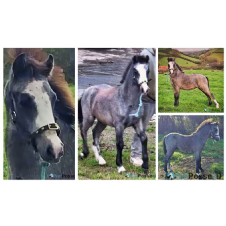 MISSING Horse - Author