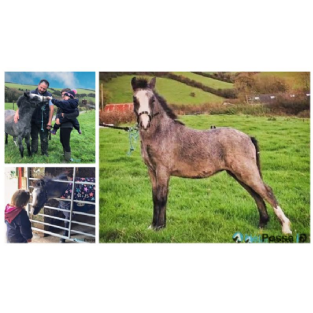 MISSING Horse - Pony