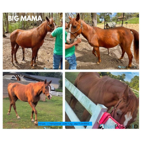 MISSING Horse - Big Mama