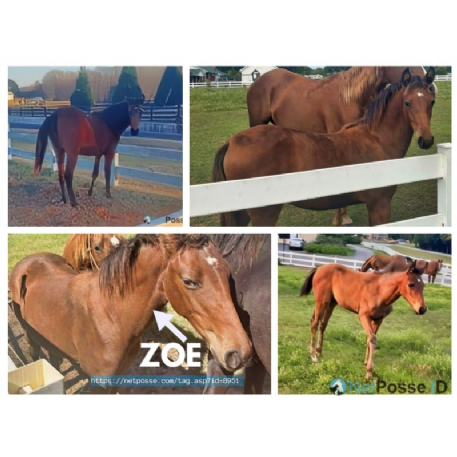 MISSING Horse - Zoe