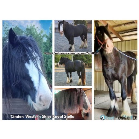 SEARCHING FOR Horse - Cinder: Western Skies Royal Stella 